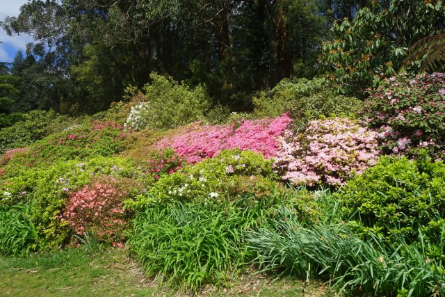 Декоративный сад на торфяных почвах строится на подборе устойчивых видов: хвойных, берез, ольхи, вересковых и гортензий. Такие растения переносят кислотность и влагу, позволяя создать стабильную и выразительную композицию без постоянной переделки грунта.