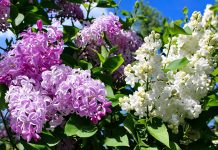 Всё, что вам нужно знать о сирени — сорта, выращивание и уход Всё, что вам нужно знать о сирени — лучшие сорта и выращивание