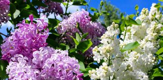 Всё, что вам нужно знать о сирени — лучшие сорта и выращивание