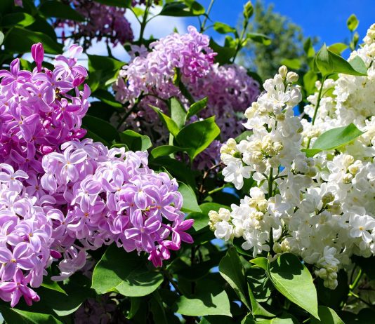 Всё, что вам нужно знать о сирени — лучшие сорта и выращивание