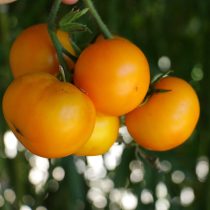 Урожай получился аккуратный и очень красивый — ровные жёлтые плоды, один к одному. Сорт больше про внешний вид и стабильность, чем про яркую сладость, которую обещает название. Урожай получился аккуратный и очень красивый — ровные жёлтые плоды, один к одному. Сорт больше про внешний вид и стабильность, чем про яркую сладость, которую обещает название.