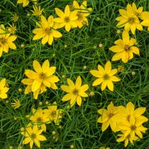 Кореопсис «Загреб» (Coreopsis 'Zagreb')