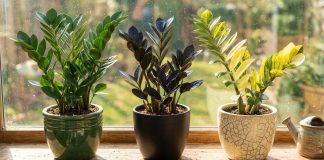 Замиокулькас — секреты посадки и размножения