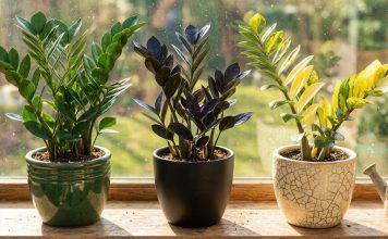 Замиокулькас — секреты посадки и размножения Замиокулькас — секреты посадки и размножения