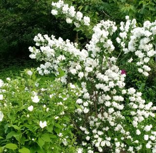 Жемчуг в цвету, на переднем плане зацветающий «Белль Этуаль»