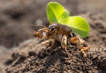 Как надёжно избавиться от медведки?