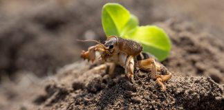 Как надёжно избавиться от медведки?