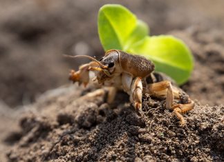 Как надёжно избавиться от медведки?