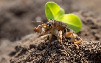 Как надёжно избавиться от медведки? Как надёжно избавиться от медведки?