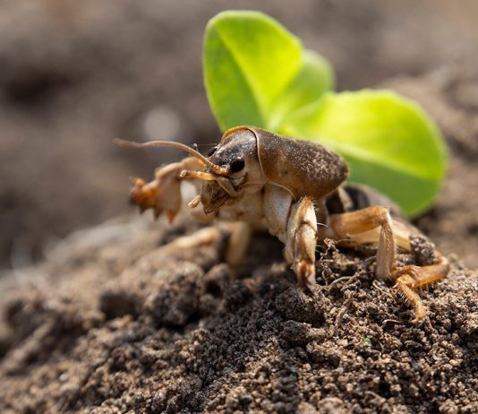 Как надёжно избавиться от медведки?