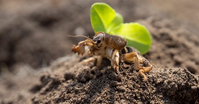 Как надёжно избавиться от медведки? Как надёжно избавиться от медведки?