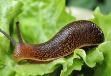 Как избавиться от слизней на участке?