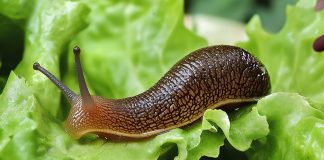 Как избавиться от слизней на участке? - Сад и огород Как избавиться от слизней на участке?