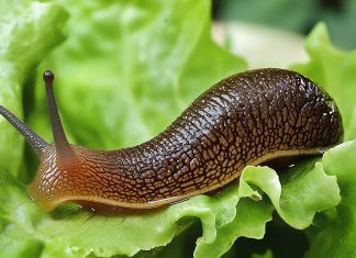 Как избавиться от слизней на участке?