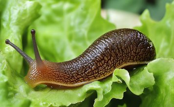 Как избавиться от слизней на участке? Как избавиться от слизней на участке?