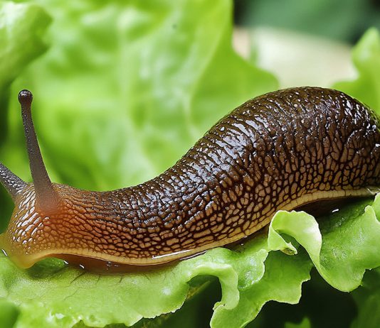 Как избавиться от слизней на участке?