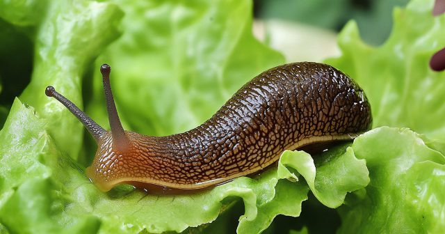 Как избавиться от слизней на участке? Как избавиться от слизней на участке?