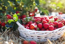 Чем подкормить клубнику для урожая и крупных ягод?