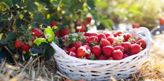 Чем подкормить клубнику для урожая и крупных ягод?