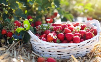 Чем подкормить клубнику для урожая и крупных ягод?