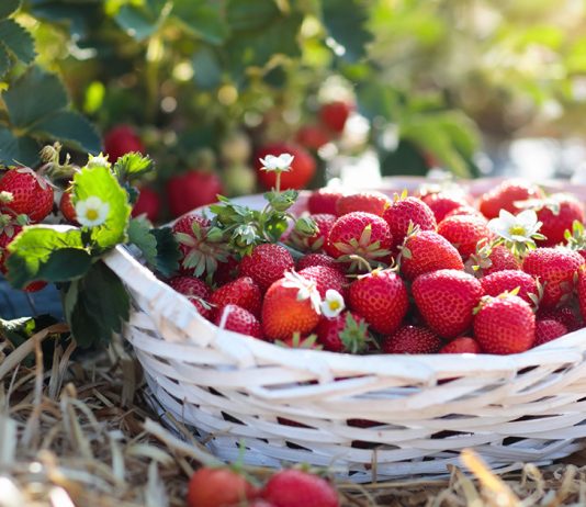 Чем подкормить клубнику для урожая и крупных ягод?