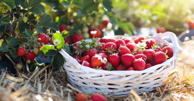 Чем подкормить клубнику для урожая и крупных ягод?