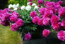 Чем подкормить пионы весной для яркого и пышного цветения?