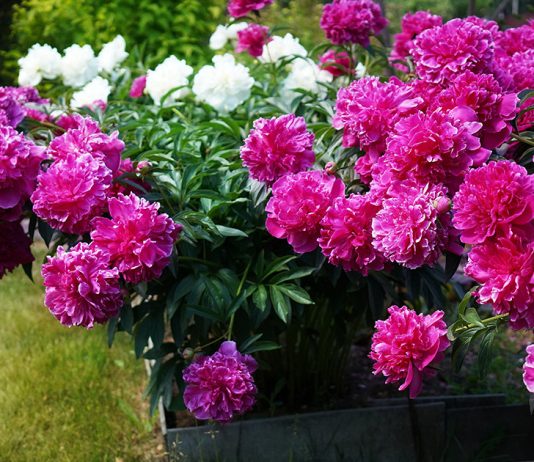 Чем подкормить пионы весной для яркого и пышного цветения?