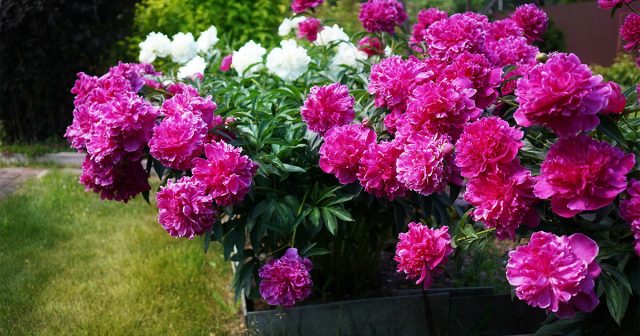 Чем подкормить пионы весной для яркого и пышного цветения?