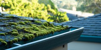 5 причин появления мха и как от него навсегда избавиться - Сад и огород 5 причин появления мха и как от него навсегда избавиться