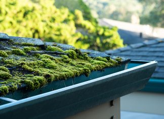 5 причин появления мха и как от него навсегда избавиться