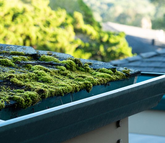 5 причин появления мха и как от него навсегда избавиться