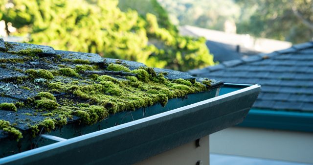 5 причин появления мха и как от него навсегда избавиться