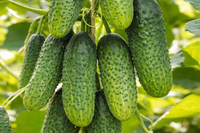 Кураж F1 даёт пучковые завязи и высокий потенциал урожайности. При регулярном сборе и подкормках обеспечивает непрерывное плодоношение с начала лета до заморозков.