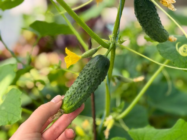 Даже лучший гибрид «сдаётся» к июлю, если допустить три вещи: переростки на плетях, температурный стресс и скрытые болезни. Снимайте огурцы каждые 1–2 дня, защищайте от жары и холода, работайте на опережение — и плодоношение не остановится.