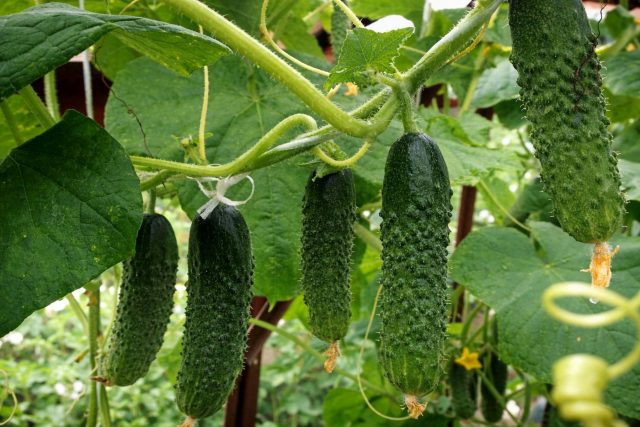 Маша F1 формирует завязи пучками и быстро наращивает урожай. При частом сборе не сбрасывает темп и даёт стабильное плодоношение с начала сезона до конца августа без выраженных пауз.