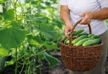 10 лучших огурцов, которые плодоносят всё лето