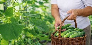 10 лучших огурцов, которые плодоносят всё лето