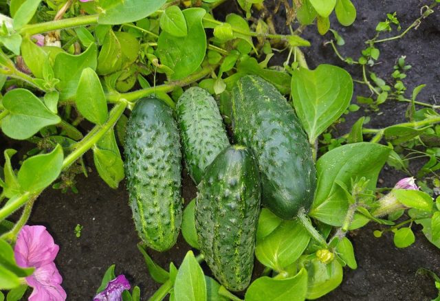 Зятёк F1 отличается устойчивым плодоношением и способностью продолжать рост при нестабильных условиях. Даже при перепадах температуры сохраняет завязи и даёт урожай до осени.