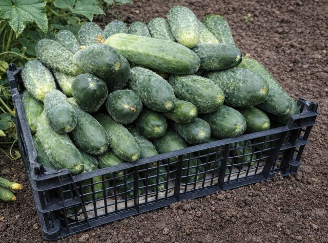 Тёща F1 формирует более крупные плоды и дольше сохраняет активность куста. Хорошо переносит жару и не снижает образование завязей в течение всего сезона при базовом уходе.