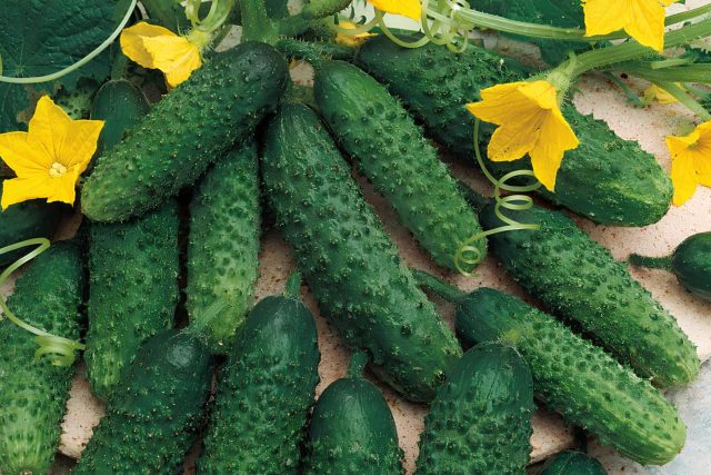 Маринда F1 стабильно формирует завязи независимо от погодных условий. Даёт ровное плодоношение без провалов и подходит для открытого грунта с переменной температурой.