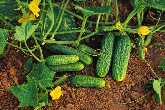 Криспина F1 переносит резкие перепады температур без снижения урожайности. При достаточном питании даёт стабильную отдачу и сохраняет плодоношение на протяжении всего сезона.