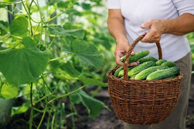 10 лучших сортов огурцов, которые плодоносят всё лето