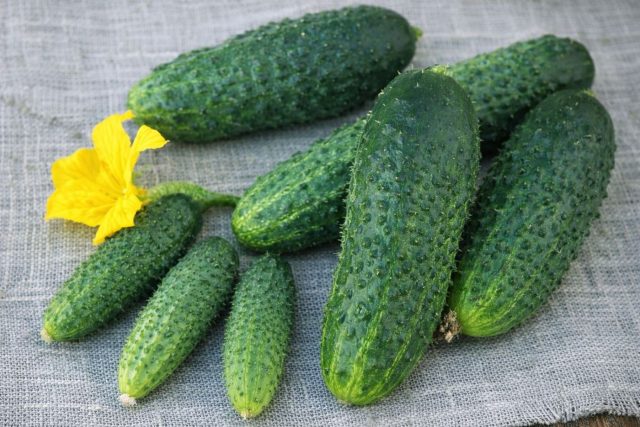 Щедрик F1 не перегружает куст, а распределяет плодоношение равномерно. Даёт стабильный ежедневный урожай небольшими порциями и сохраняет продуктивность до заморозков.