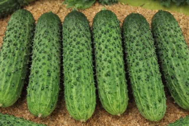 Аякс F1 сочетает раннее созревание с длительной отдачей. Хорошо переносит плотные посадки и повышенную влажность, продолжая формировать завязи без снижения темпа.