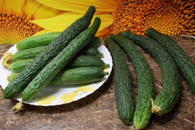 Изумрудный поток F1 формирует длинные плоды и не перегружает растение. Благодаря этому сохраняет стабильное плодоношение и устойчивость к болезням до конца сезона.