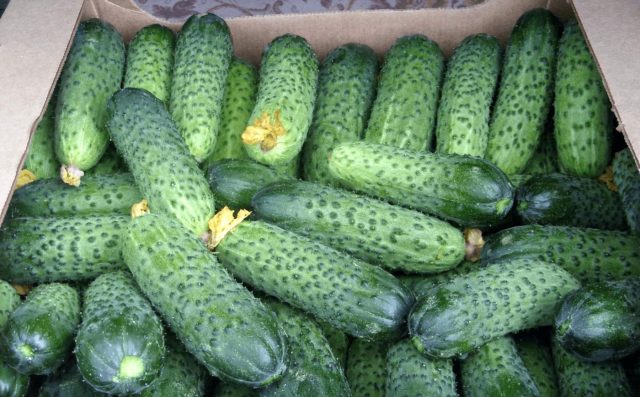 Герман F1 даёт ранний старт и не останавливается после первой волны. При понижении температур продолжает формировать завязи и при регулярном сборе стабильно плодоносит до конца лета без резких провалов.