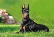 12 лучших пород собак для защиты — с ними вы будете в безопасности