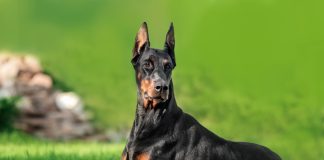 12 лучших пород собак для защиты — с ними вы будете в безопасности