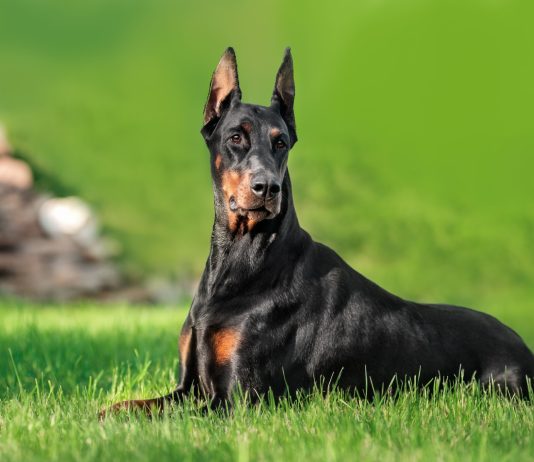 12 лучших пород собак для защиты — с ними вы будете в безопасности